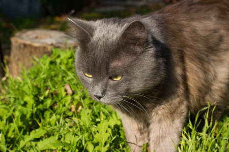 Beautiful gray british cat in nature, portrait outdoors on the background of fallen leavesの写真素材