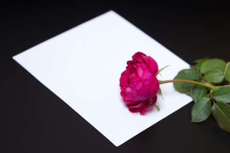 Beautiful red rose and a blank white sheet of paper on a black background - a letter, postcardの写真素材