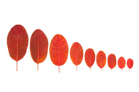 Tree cotinus coggygria leaves on a white background, isolateの写真素材