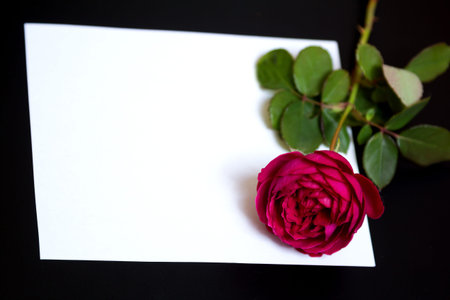 Beautiful red rose and a blank white sheet of paper on a black background - a letter, postcard