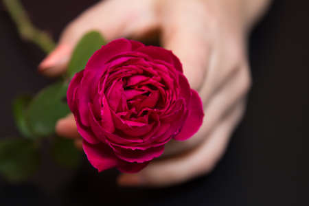 Beautiful red rose in a female hand on a black backgroundの写真素材