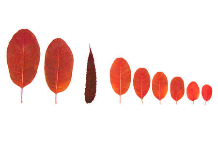 Tree cotinus coggygria leaves on a white background, isolateの写真素材