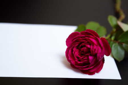 Beautiful red rose and a blank white sheet of paper on a black background - a letter, postcardの写真素材