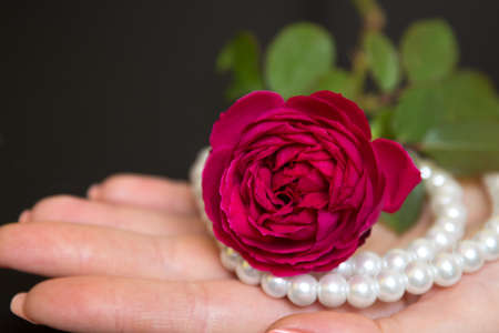 Beautiful red rose with pearls in a female hand on a black backgroundの写真素材