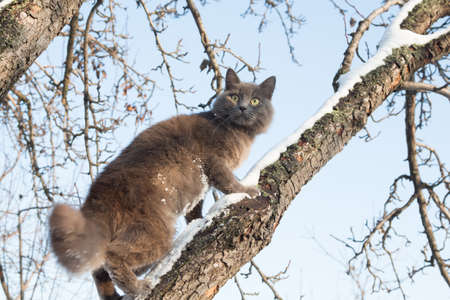 Portrait of fluffy gray cat on a tree with snow in the winterの写真素材