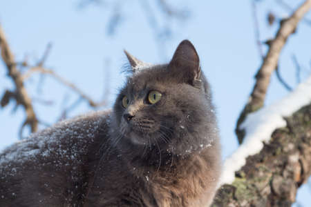 Portrait of fluffy gray cat on a tree with snow in the winterの写真素材
