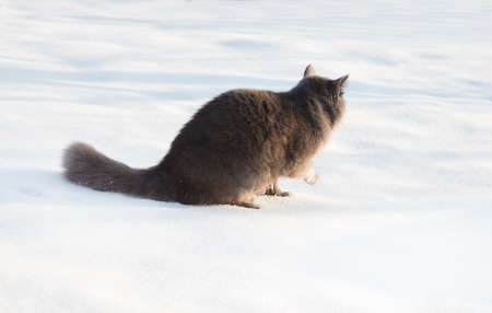 Portrait of fluffy gray cat in the snow in the winterの写真素材