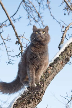 Portrait of fluffy gray cat on a tree with snow in the winterの写真素材
