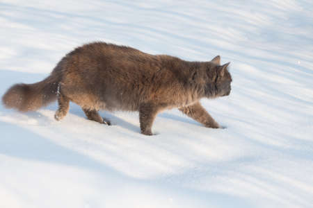 Portrait of fluffy gray cat slinks and hunts in the snow in the winterの写真素材