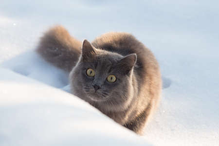 Portrait of fluffy gray cat slinks and hunts in the snow in the winterの写真素材