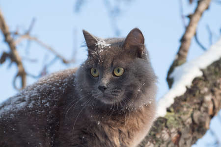 Portrait of fluffy gray cat on a tree with snow in the winterの写真素材
