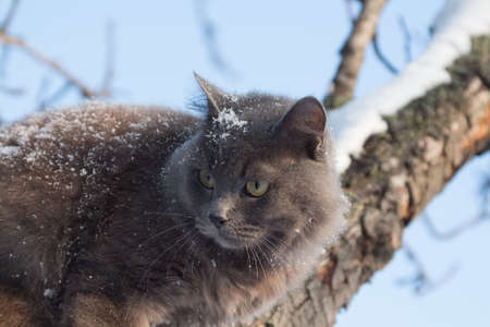 Portrait of fluffy gray cat on a tree with snow in the winterの写真素材