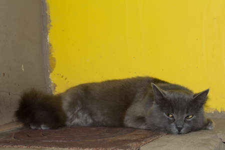 Gray kitten, the cat on the stove is lying, playedの写真素材