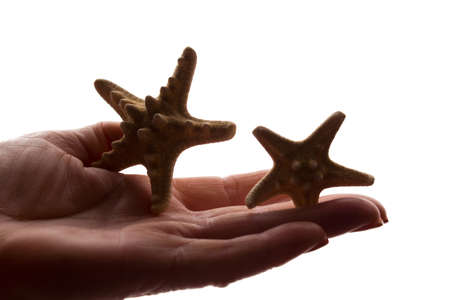 Female hands with a rare starfish figure - dark isolated silhouette, concept of protecting animals from extinctionの写真素材
