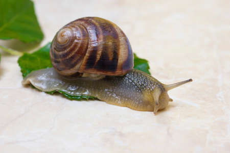 Grape snail close-upの写真素材