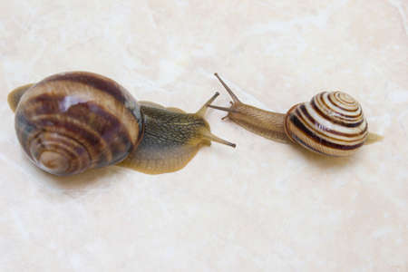 Two snail grape close-upの写真素材