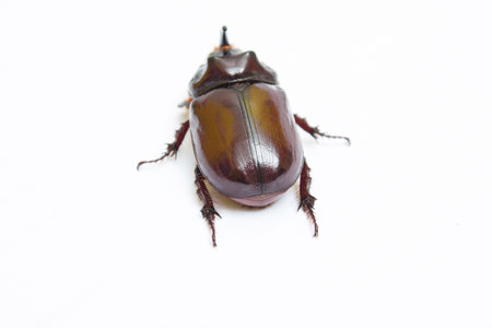 Rhinoceros beetle close up