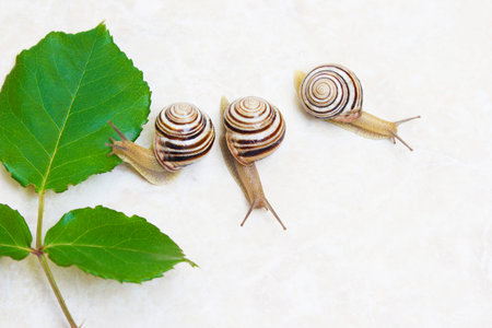 Three snail close-up