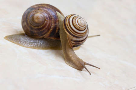 Two snail grape close-up - studio shot, biology, wild life, male and female, foodの写真素材