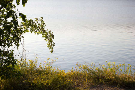 Shore with plants on the background of the water, a quiet lake - background pitの写真素材