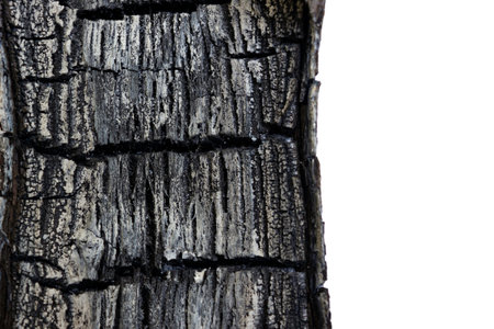 Burned wood, gray beautiful ash - on a white background, texture close up