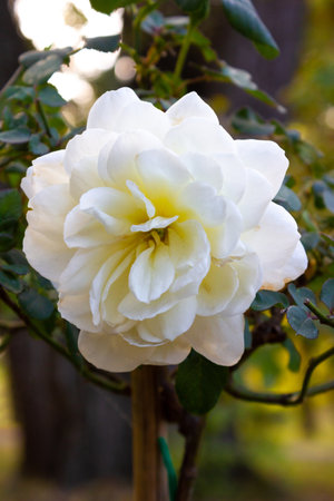 White rose seedling in a beautiful park in autumn - background, close-upの写真素材