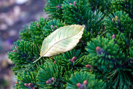 Beautiful texture of pine and spruce branches - background, close upの写真素材
