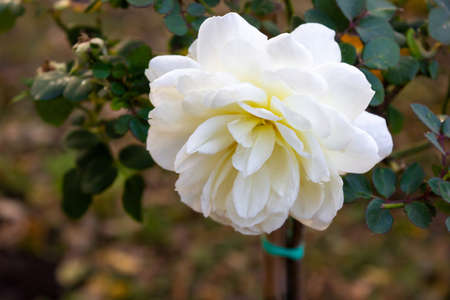 White rose seedling in a beautiful park in autumn - background, close-upの写真素材