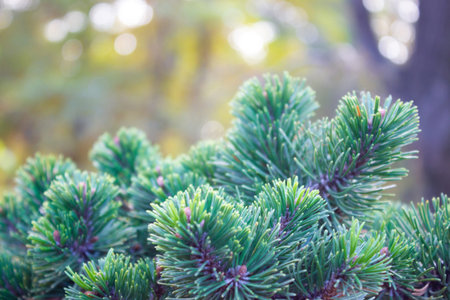 Beautiful texture of pine and spruce branches - background, close up