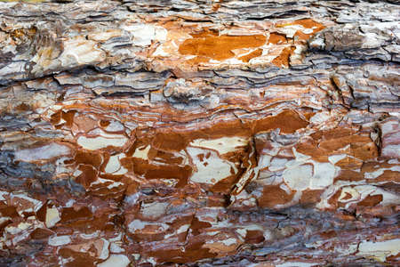 Beautiful texture of pine and spruce wood bark - background, closeupの写真素材