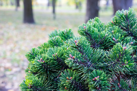 Beautiful texture of pine and spruce branches - background, close upの写真素材