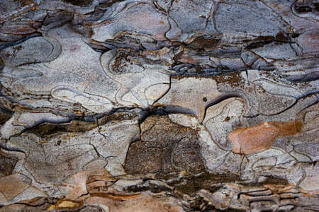 Beautiful texture of pine and spruce wood bark - background, closeupの写真素材