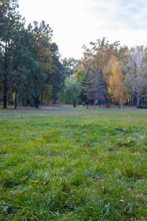 Beautiful nature in the meadow with autumn pine and spruce - background, landscapeの写真素材