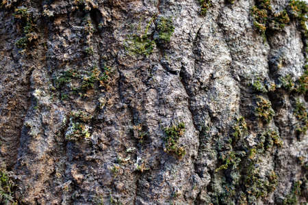 Beautiful texture of pine and spruce wood bark - background, closeupの写真素材