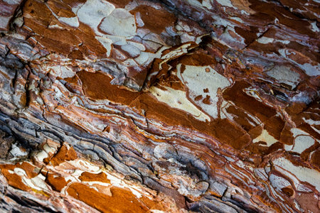 Beautiful texture of pine and spruce wood bark - background, closeupの写真素材
