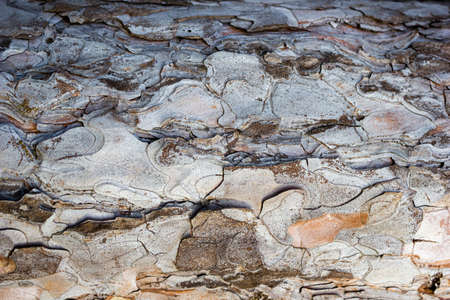 Beautiful texture of pine and spruce wood bark - background, closeupの写真素材