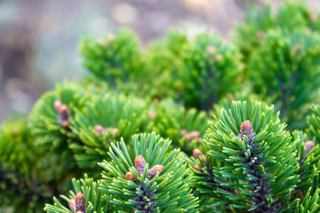 Beautiful texture of pine and spruce branches - background, close upの写真素材