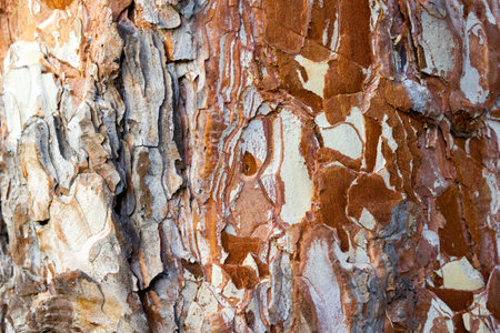 Beautiful texture of pine and spruce wood bark - background, closeupの写真素材