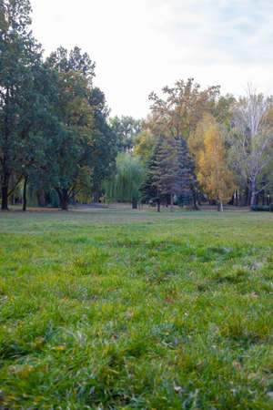 Beautiful nature in the meadow with autumn pine and spruce - background, landscapeの写真素材