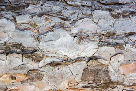Beautiful texture of pine and spruce wood bark - background, closeupの写真素材