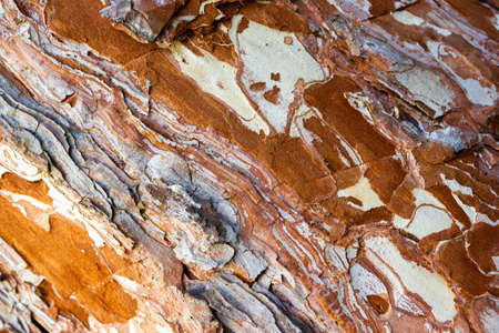 Beautiful texture of pine and spruce wood bark - background, closeupの写真素材
