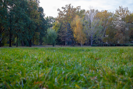 Beautiful nature in the meadow with autumn pine and spruce - background, landscapeの写真素材