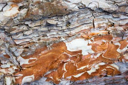 Beautiful texture of pine and spruce wood bark - background, closeupの写真素材
