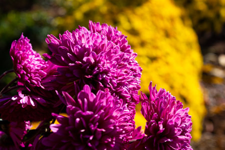 Bouquet, bush of yellow and pink flowers chrysanthemum background - outdoors, garden flower bedの写真素材