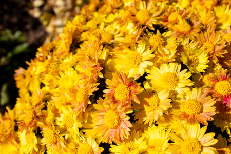Bouquet, bush of yellow flowers chrysanthemum background - outdoors, garden flowerbedの写真素材