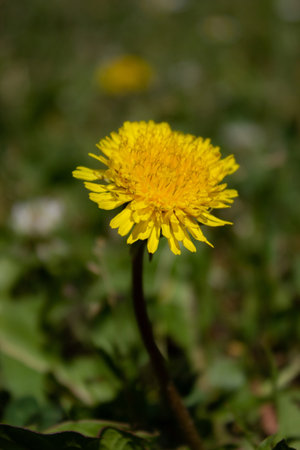 Beautiful yellow dandelion - on green grass background, close-upの写真素材