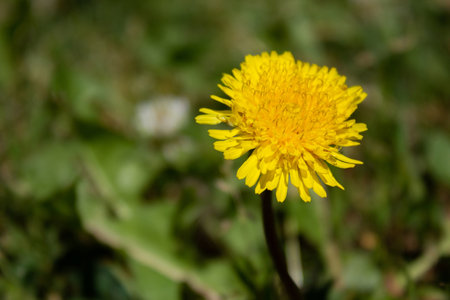 Beautiful yellow dandelion - on green grass background, close-upの写真素材