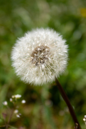 Fluffy white dandelion - on green grass background, close-upの写真素材