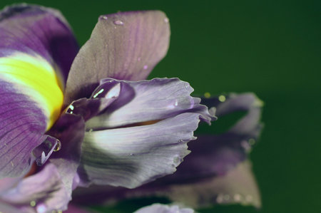 Orchid flower on green bokeh background shot in macro