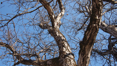 Big old tree on the background of the sky